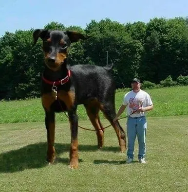 Comprar el Mini pinscher más pequeño o toy del mundo