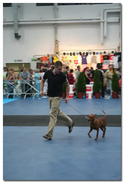 Exposición Canina Vic 2009.