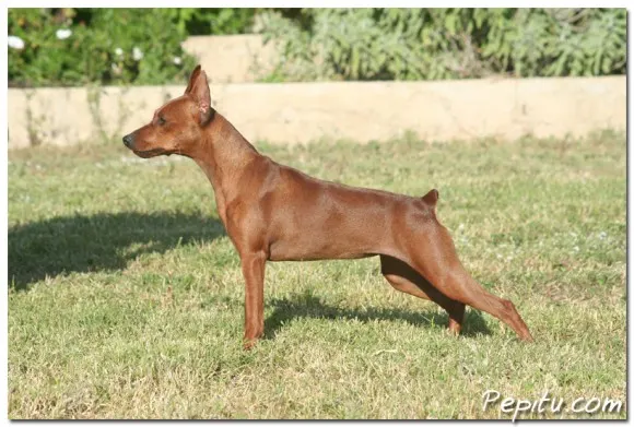 LEGISLATION TO OBTAIN TITLE IN SPAIN CHAMPION JUNIOR BEAUTY OF RSCE