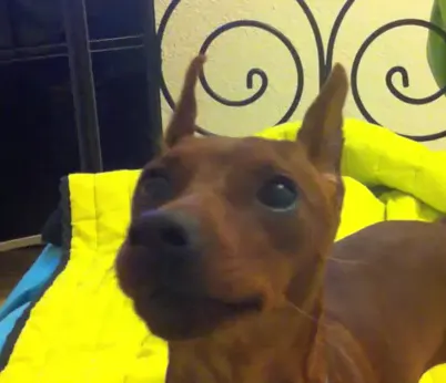 Un Perro atacando a una Rata