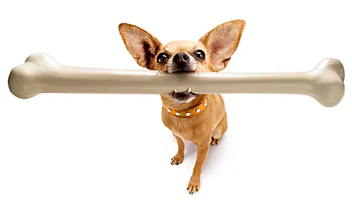 Dog Property Laws