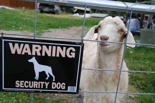 Perro de Seguridad [ WTF ? ]