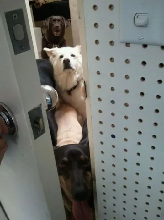 PARA LOS QUE VISITAN MI CASA Y SE QUEJAN DE MIS ANIMALES, ACLARO: