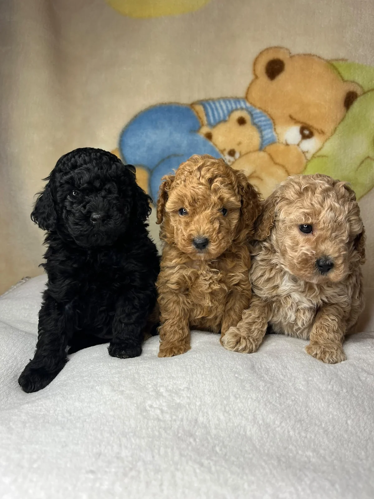 Tres cachorros de caniche toy de Fire Dreams, uno negro y dos de tonos rojizos y claros, sentados sobre una manta