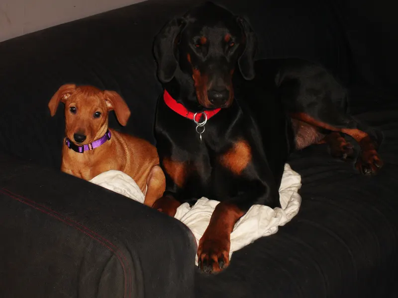 Pinscher con esencia Dobermann