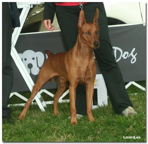 Foto Pinscher Mediano en EDS 2008