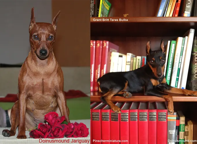The Mini Pinscher Stars! Y sus audiencias.