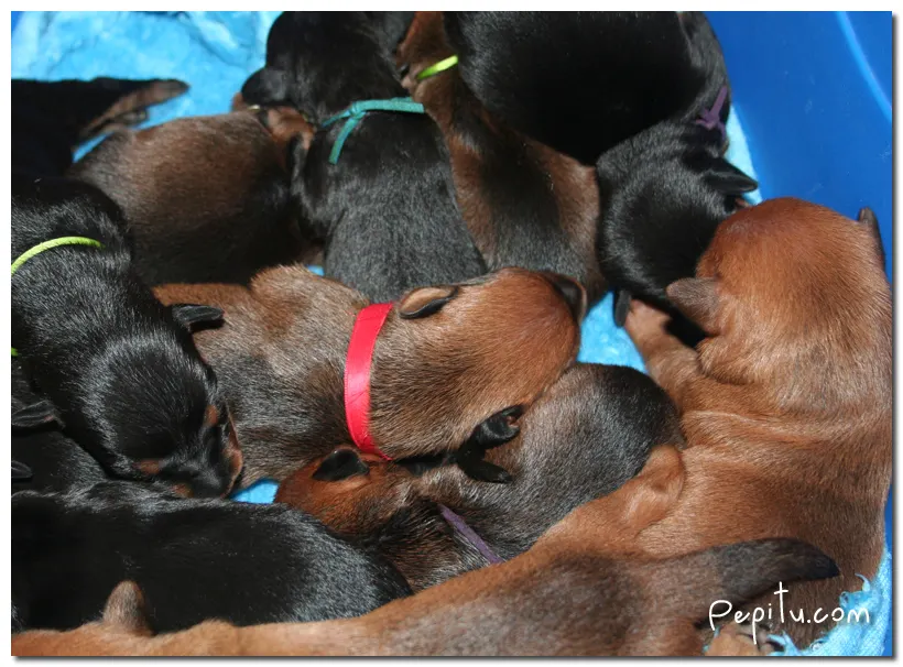 Buscando Nombres para los Cachorros.