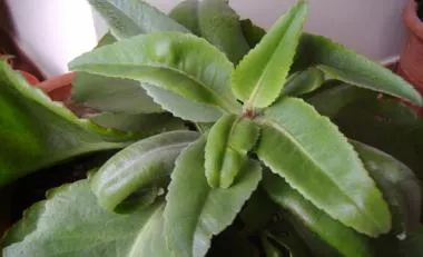 Stevia y Kalanchoes, Ya las tengo!!