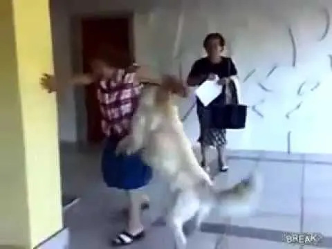 Perro montando a una vieja!