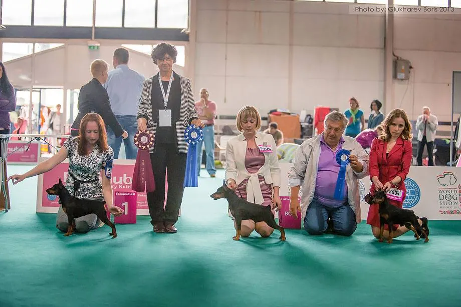World Dog Show – El ring de los mini pinscher.