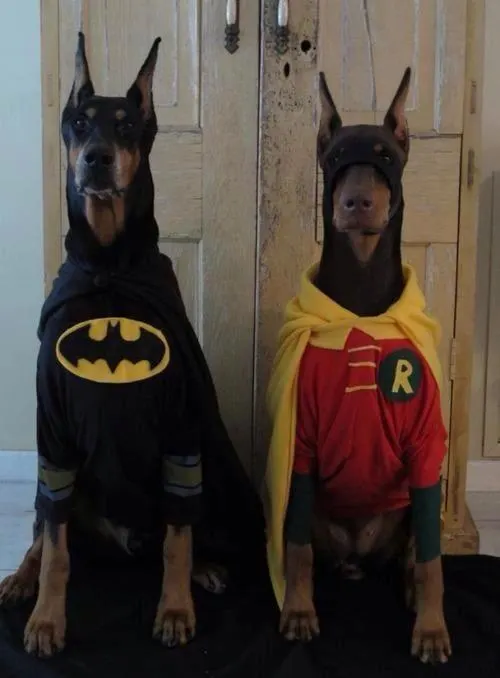 ¿Cual será el próximo Batman? ¿Y Robín?