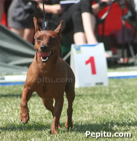 Semanita en la World Dog Show 2008!
