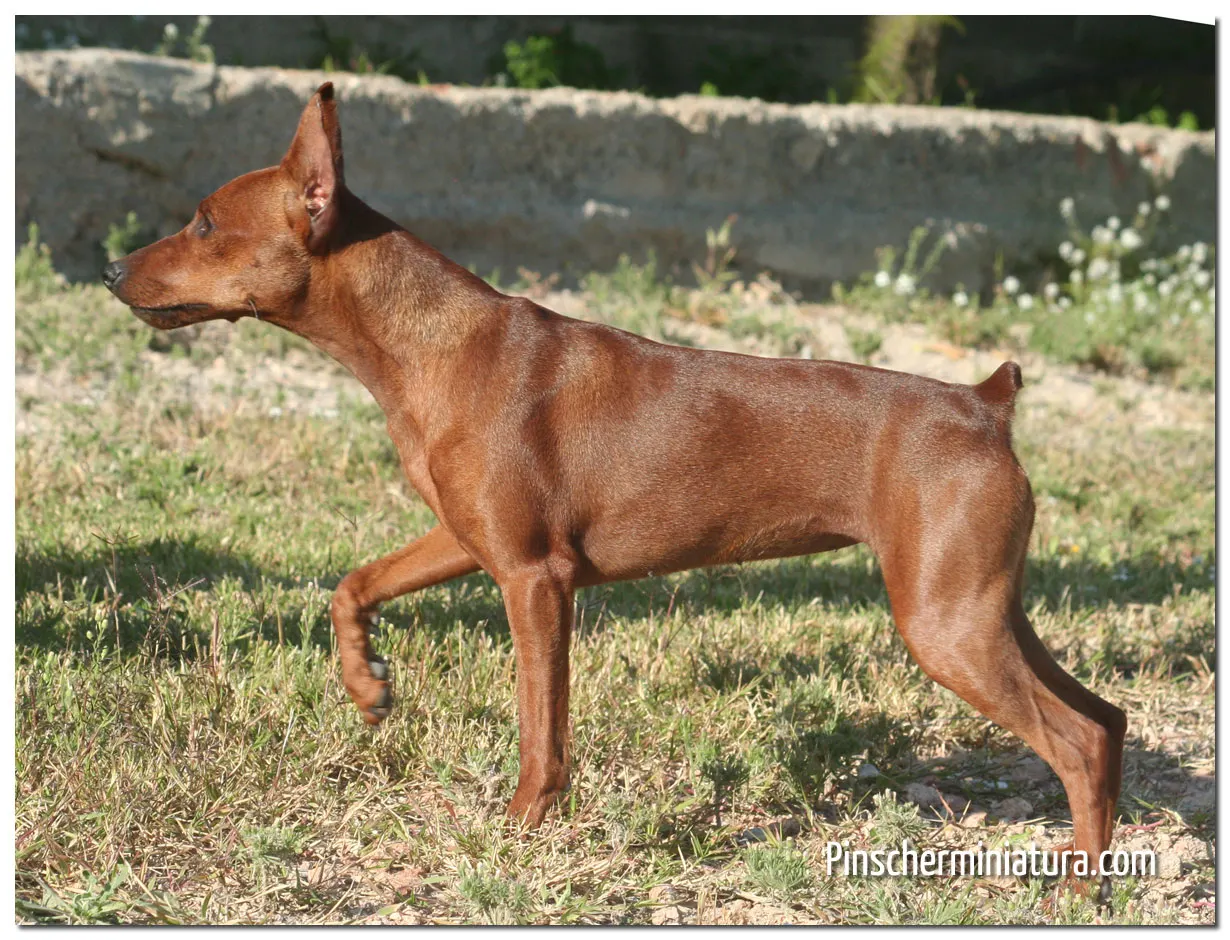 Super Mini Pinscher Star 8 meses!