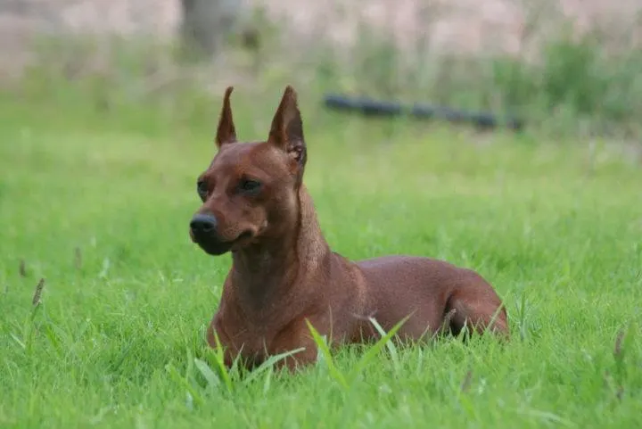 Año 2012 el año Pinscher.