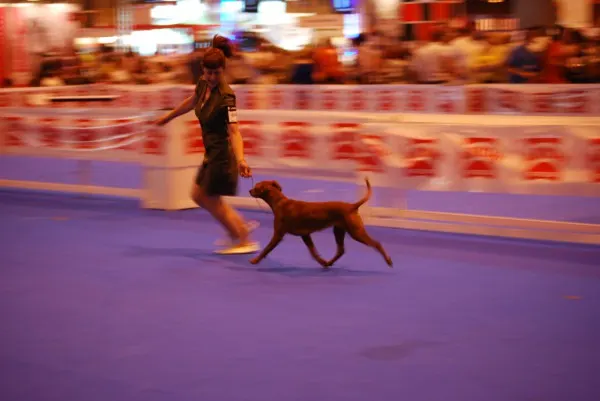 Exposición Internacional Martorell 2013 – Barcelona Pinscher