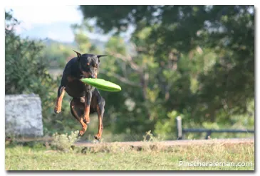 Adiestramiento con el Frisbee en perros