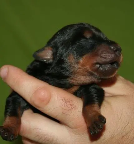Cachorros de Pinscher en Fire Dreams.