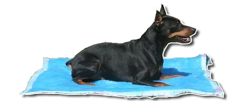 Mantas para perros y el Pepitu